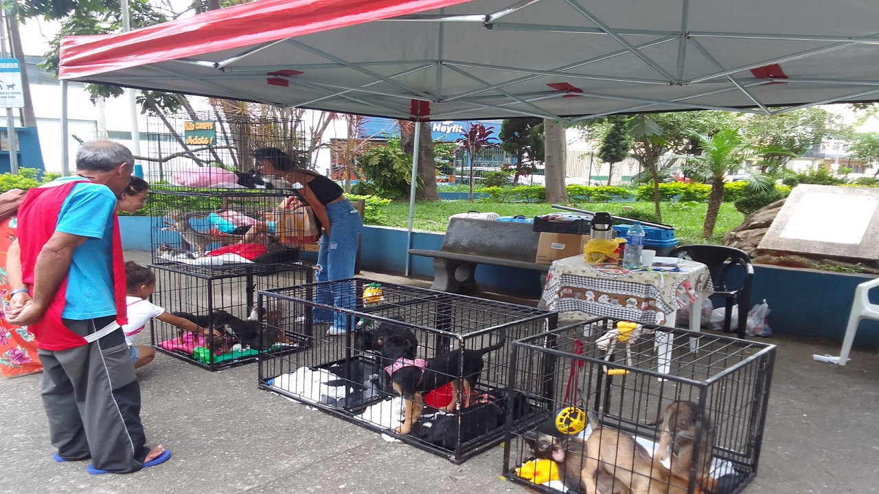 Feira de Adoção