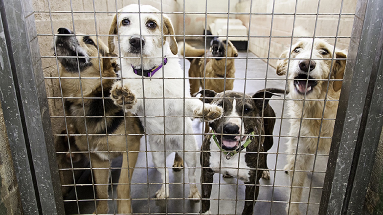 Resgate de Animais